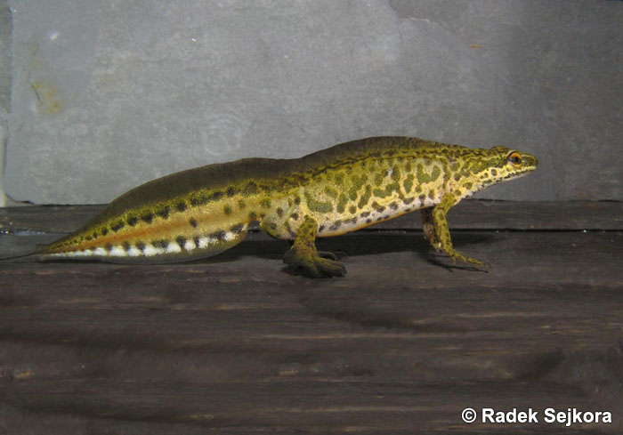 Lissotriton Helveticus