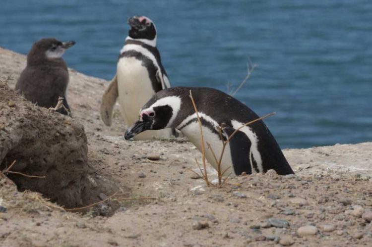 Spheniscus magellanicus