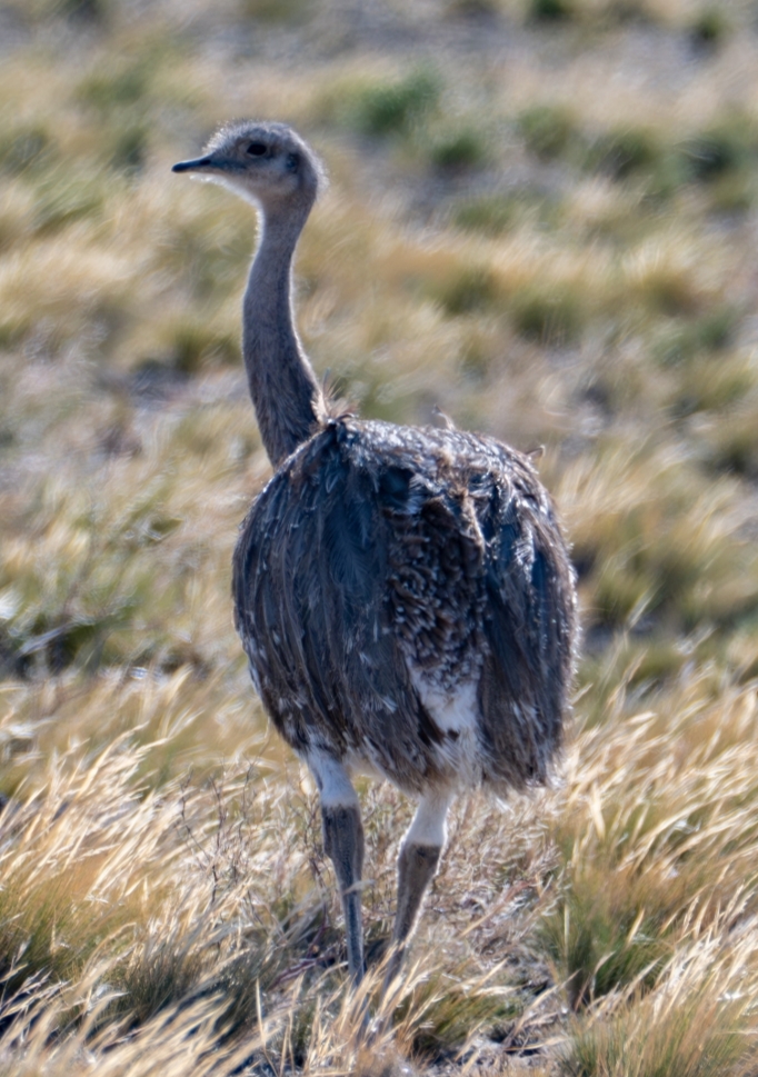 Rhea Pennata