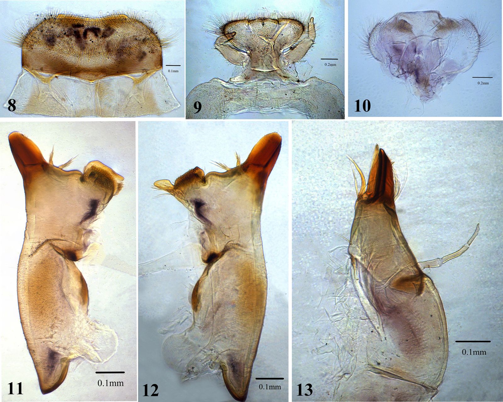 Vietnamella Chebalingensis