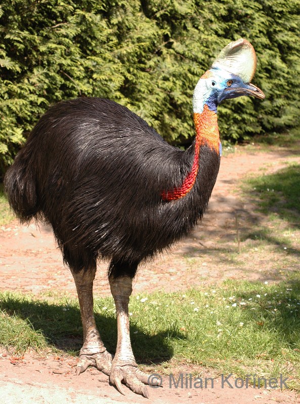 Casuarius Unappendiculatus