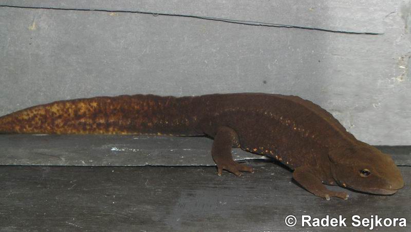 Paramesotriton hongkongensis