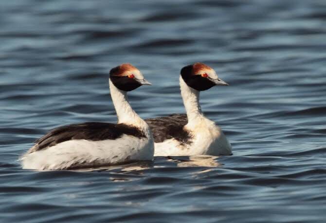 Podiceps Gallardoi