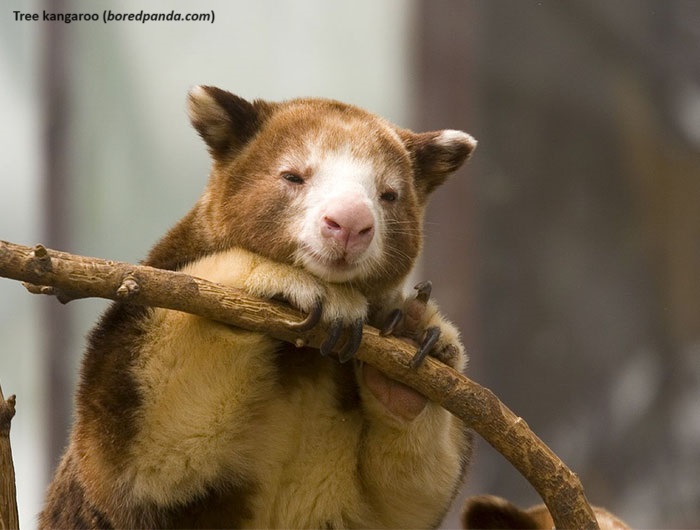 Dendrolagus Pulcherrimus