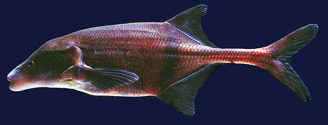 Boulengeromyrus knoepffleri