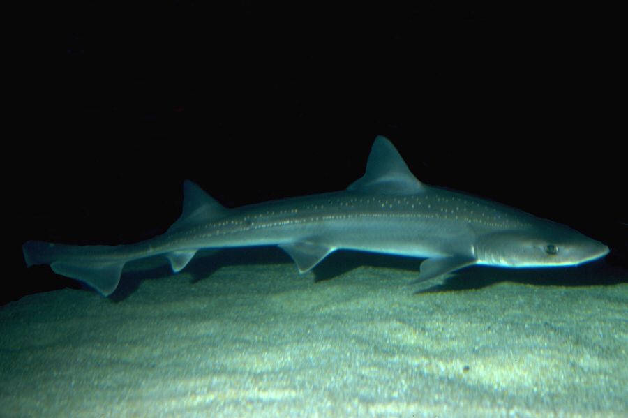 Mustelus Antarcticus