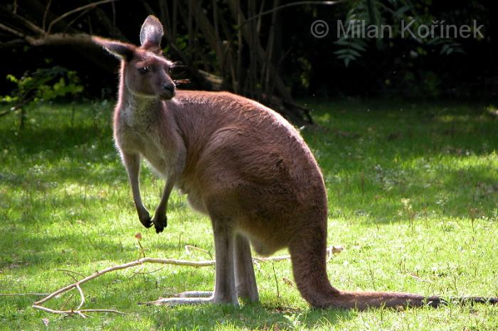 Macropus fuliginosus