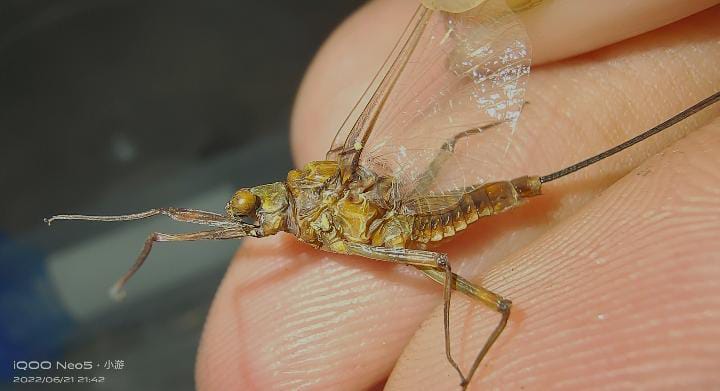 Vietnamella Sinensis