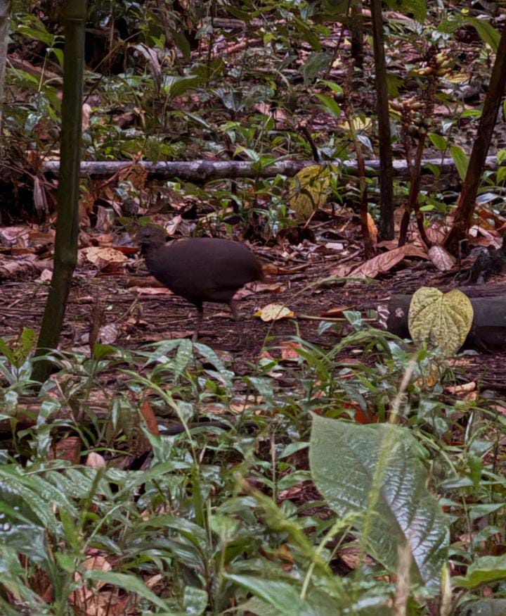 Crypturellus Cinereus