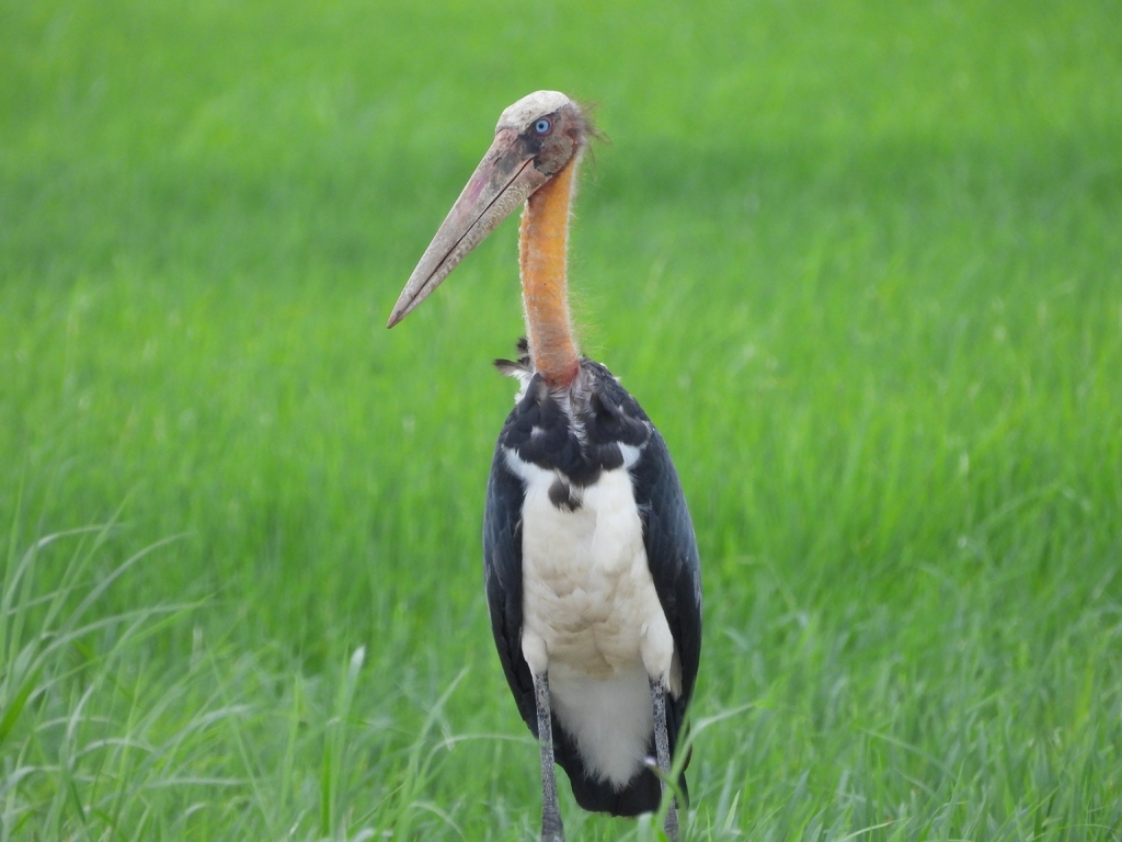 Leptoptilos javanicus