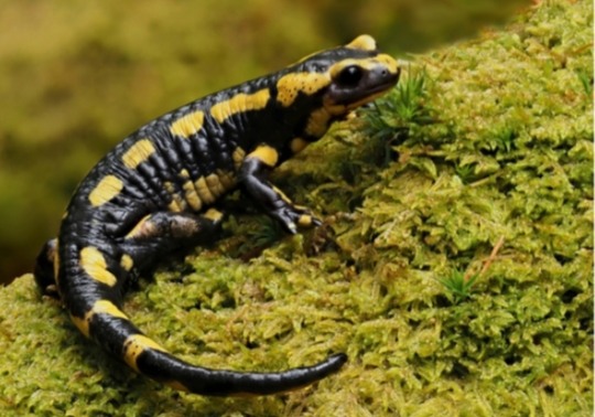 Salamandra salamandra