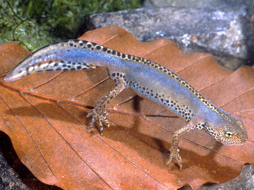 Ichthyosaura alpestris apuanus