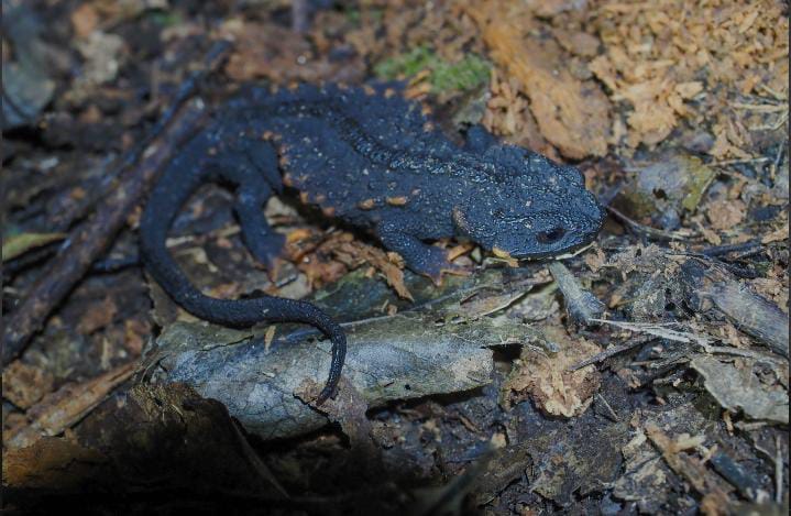 Echinotriton raffaellii