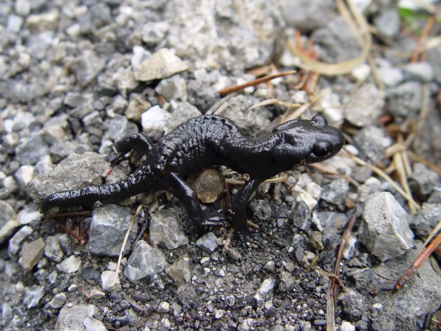 Salamandra Atra