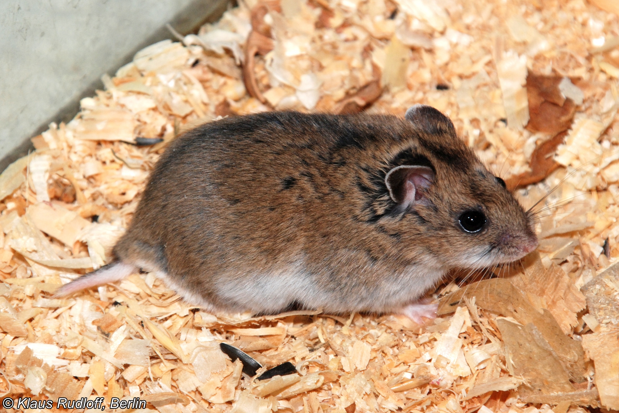 Cricetulus Pseudogriseus