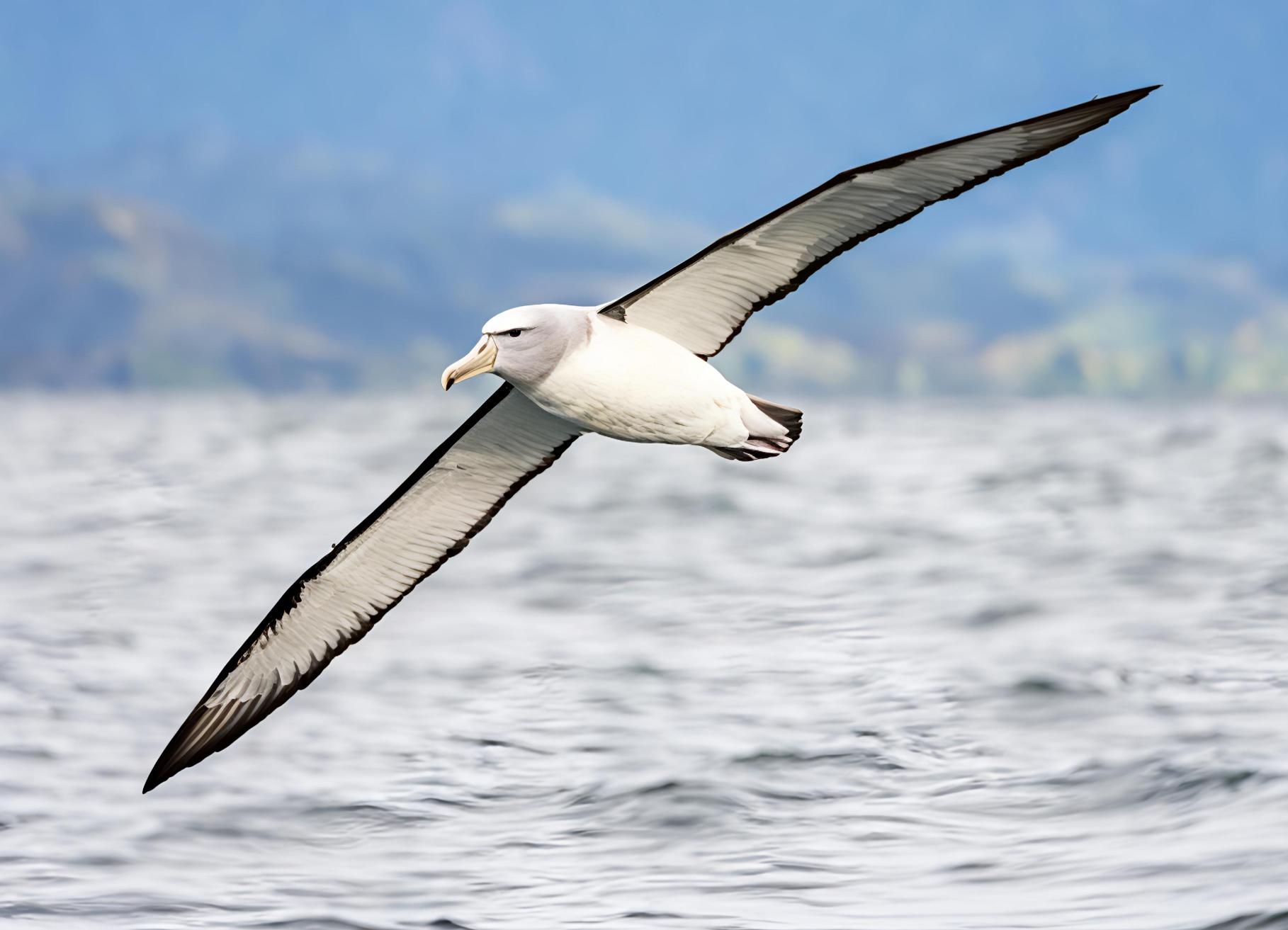 Thalassarche salvini