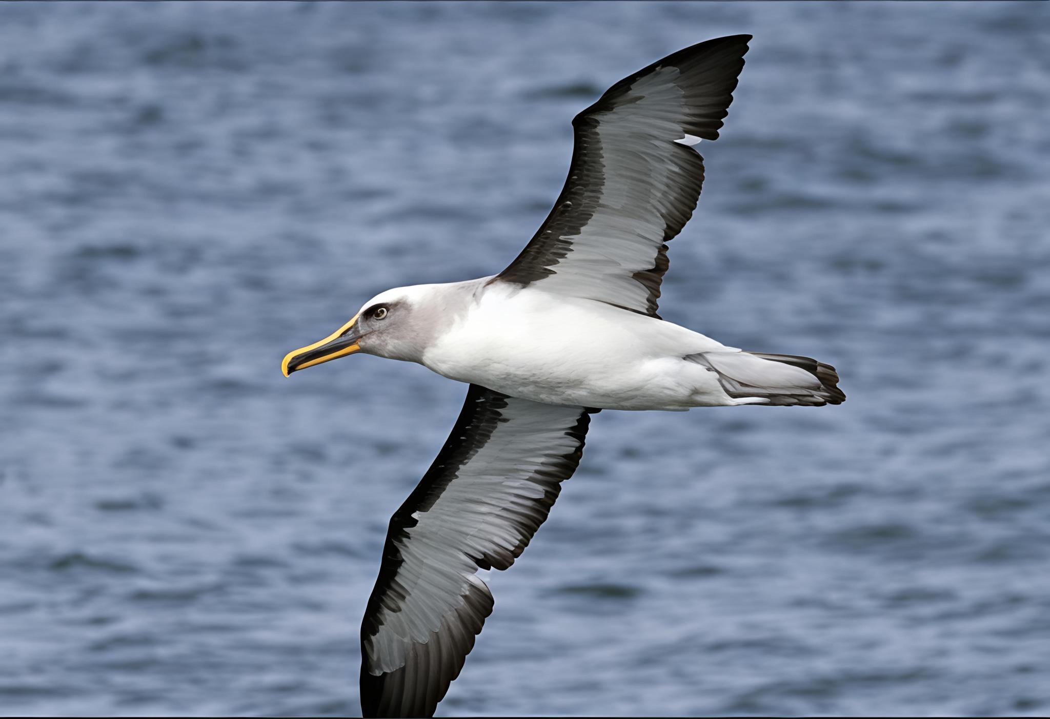 Thalassarche bulleri