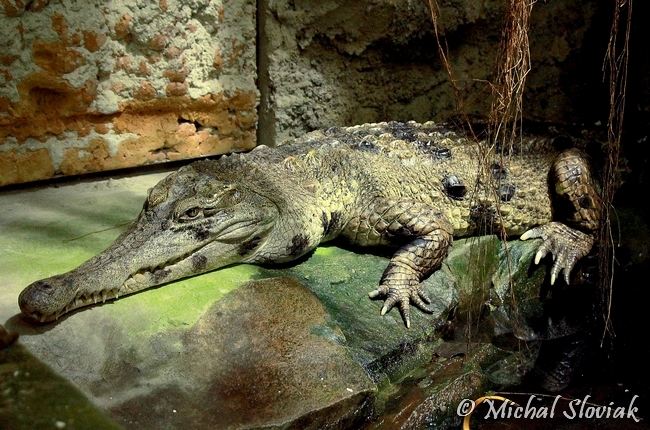 Mecistops cataphractus