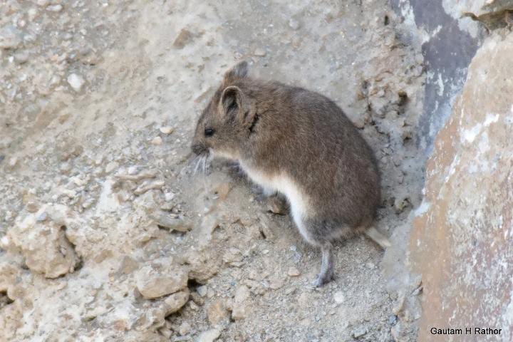 Urocricetus Alticola