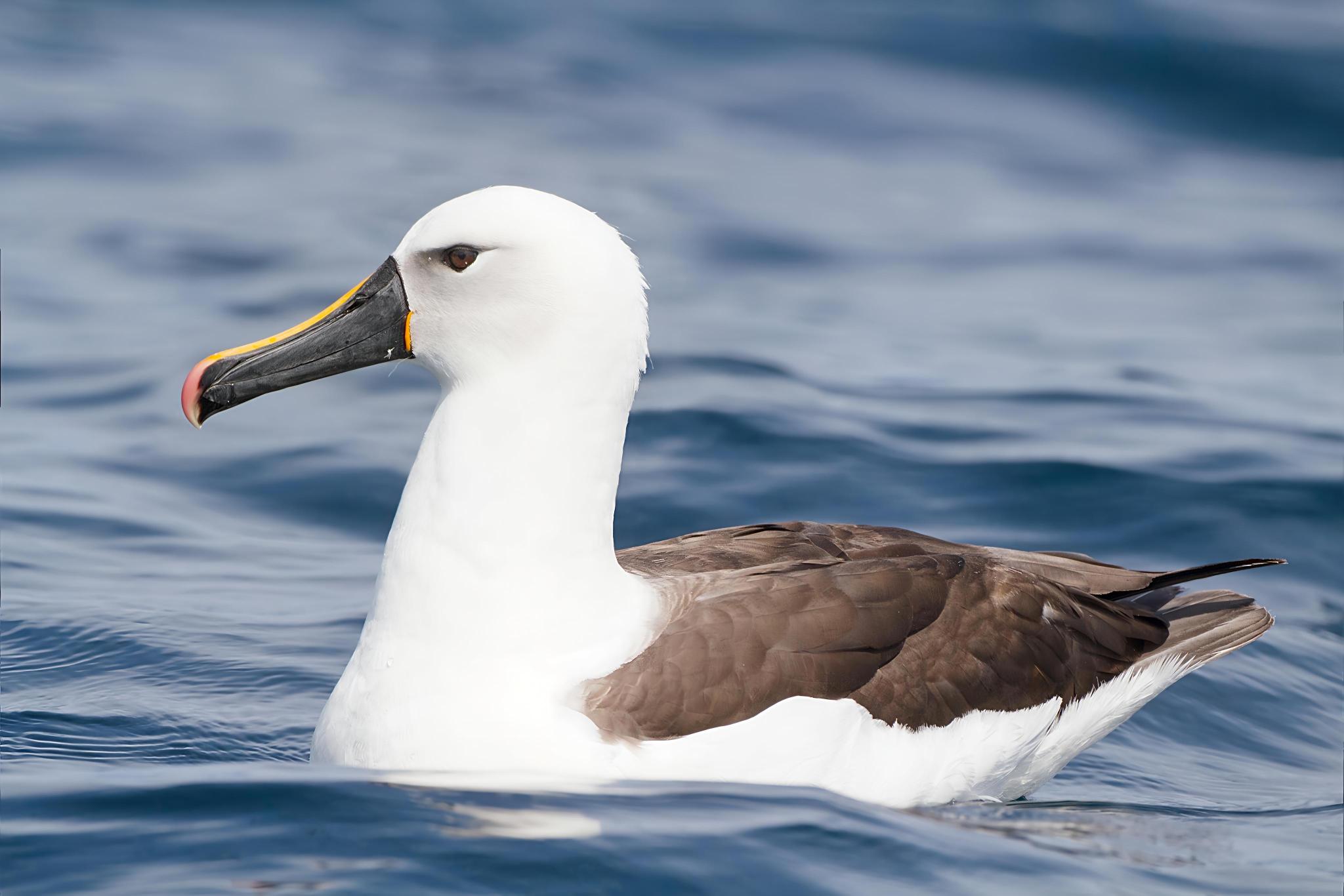 Thalassarche carteri