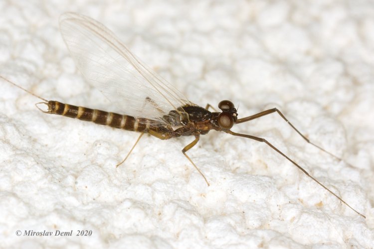 Habroleptoides confusa