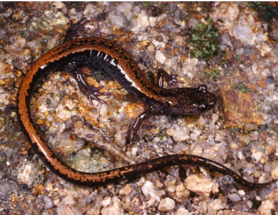 Chioglossa lusitanica