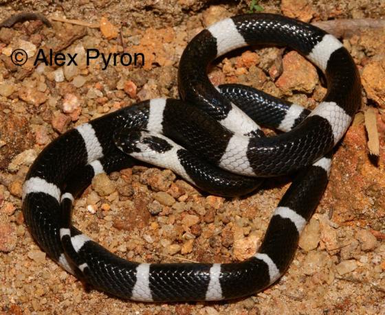 Bungarus Ceylonicus