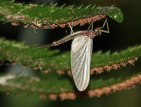 Paraleptophlebia bicornuta