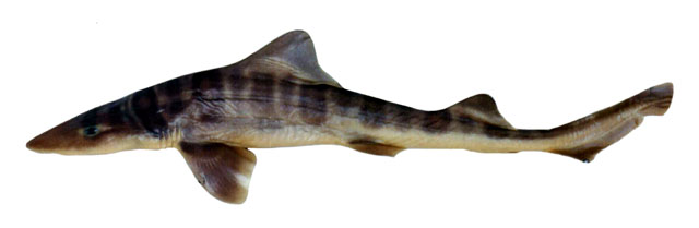 Mustelus Fasciatus
