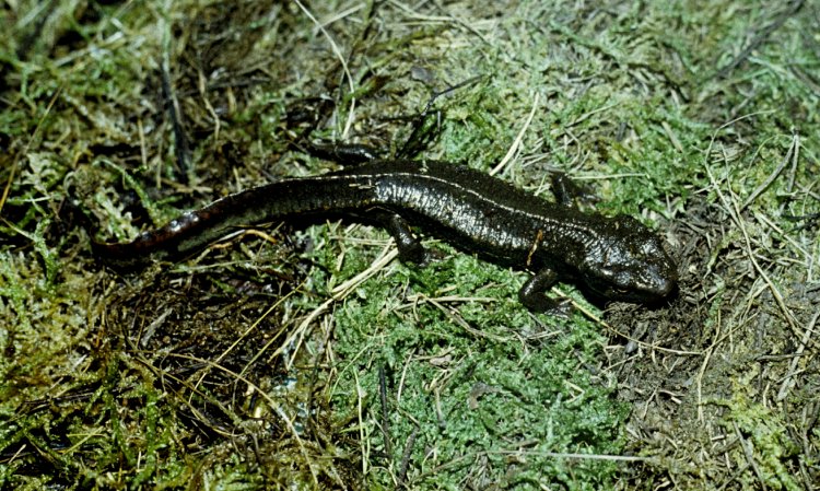 Paramesotriton deloustali