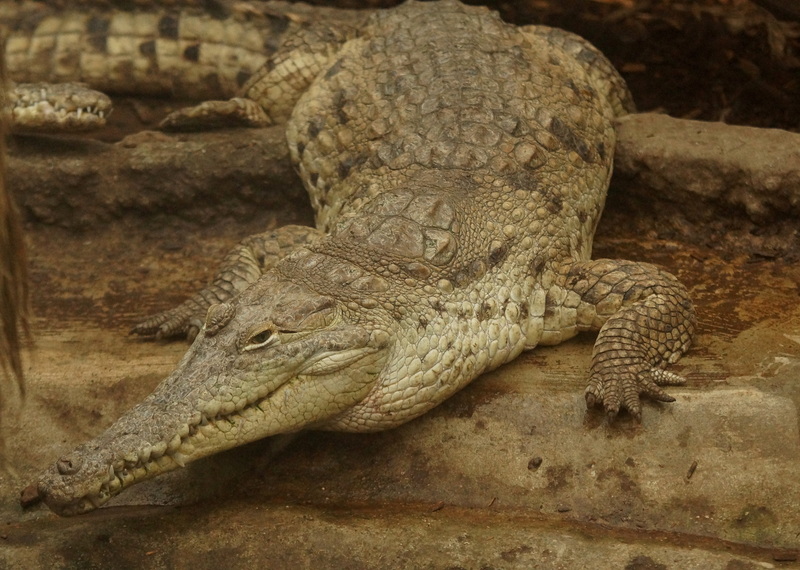 Crocodylus intermedius
