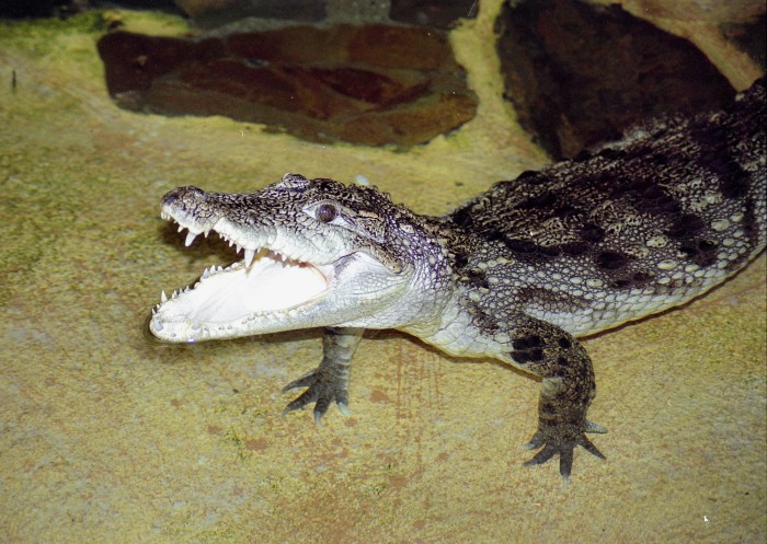 Crocodylus palustris