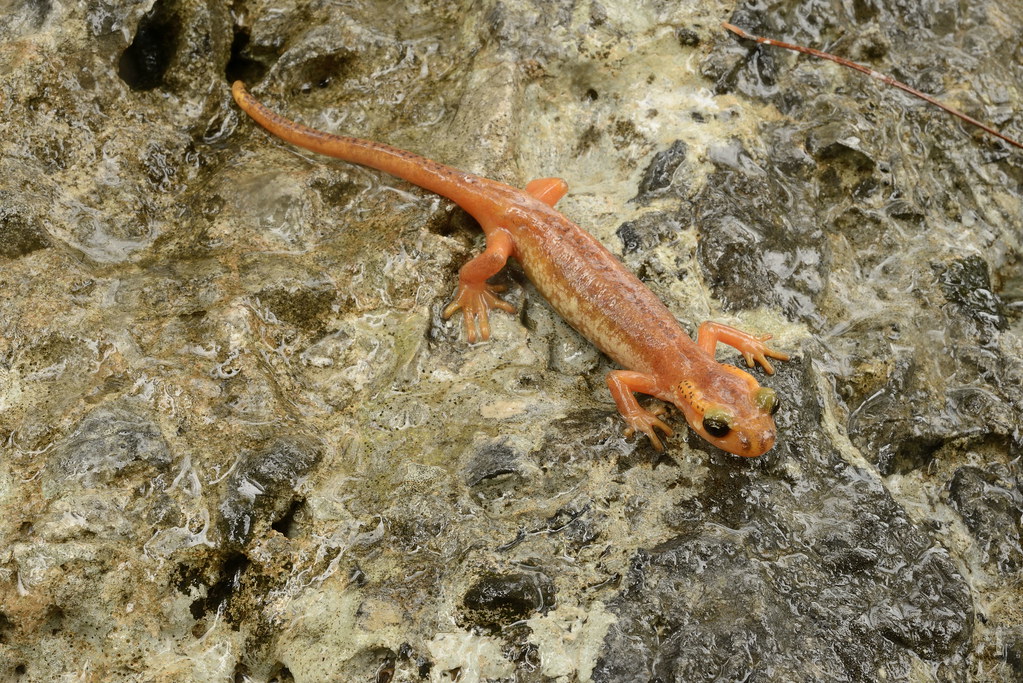 Lyciasalamandra Arikani