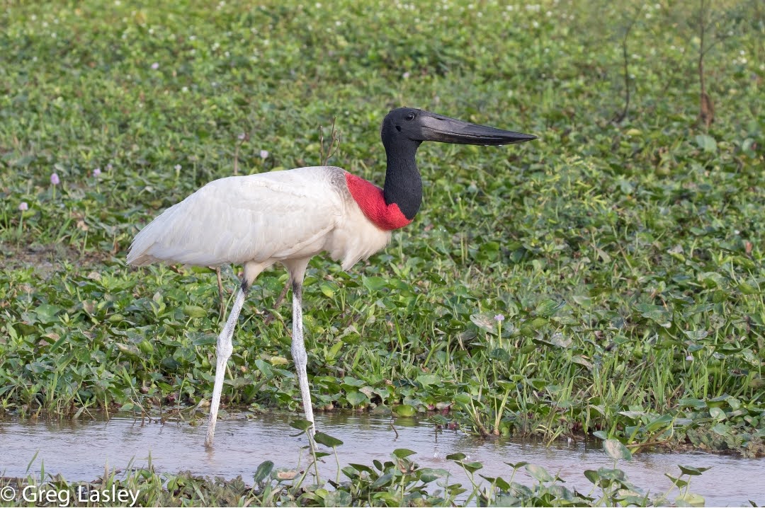 Jabiru mycteria