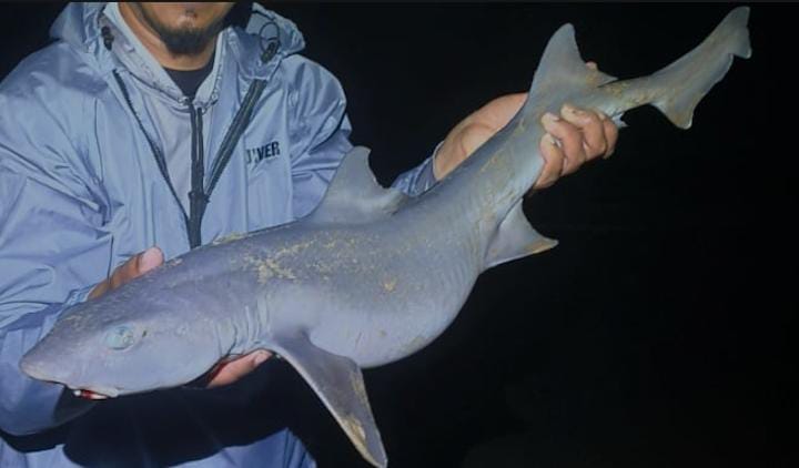 Scylliogaleus quecketti