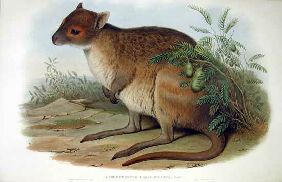 Lagorchestes asomatus