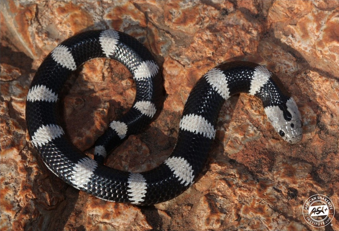 Elapsoidea Boulengeri