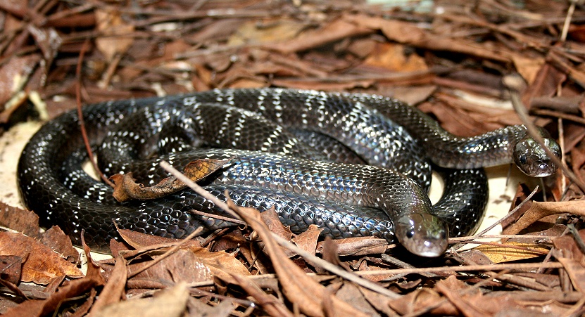 Elapsoidea loveridgei