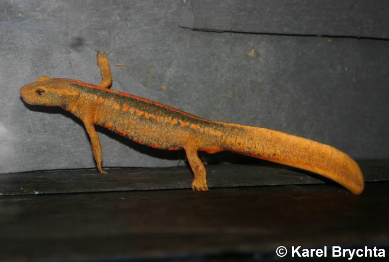 Paramesotriton caudopunctatus