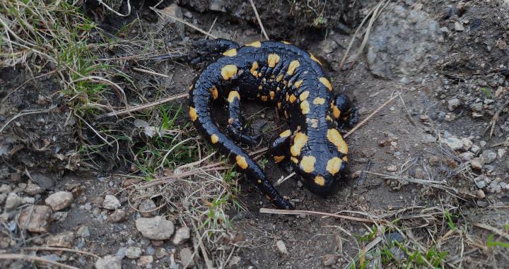 Salamandra Corsica