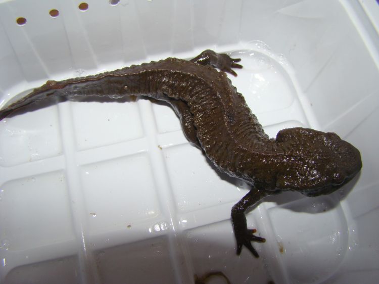 Paramesotriton guangxiensis