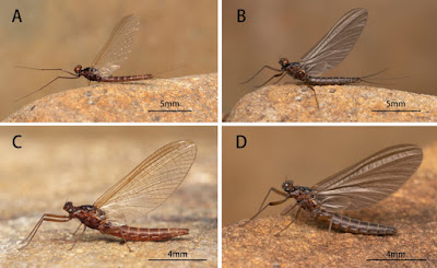 Neoleptophlebia uncinata