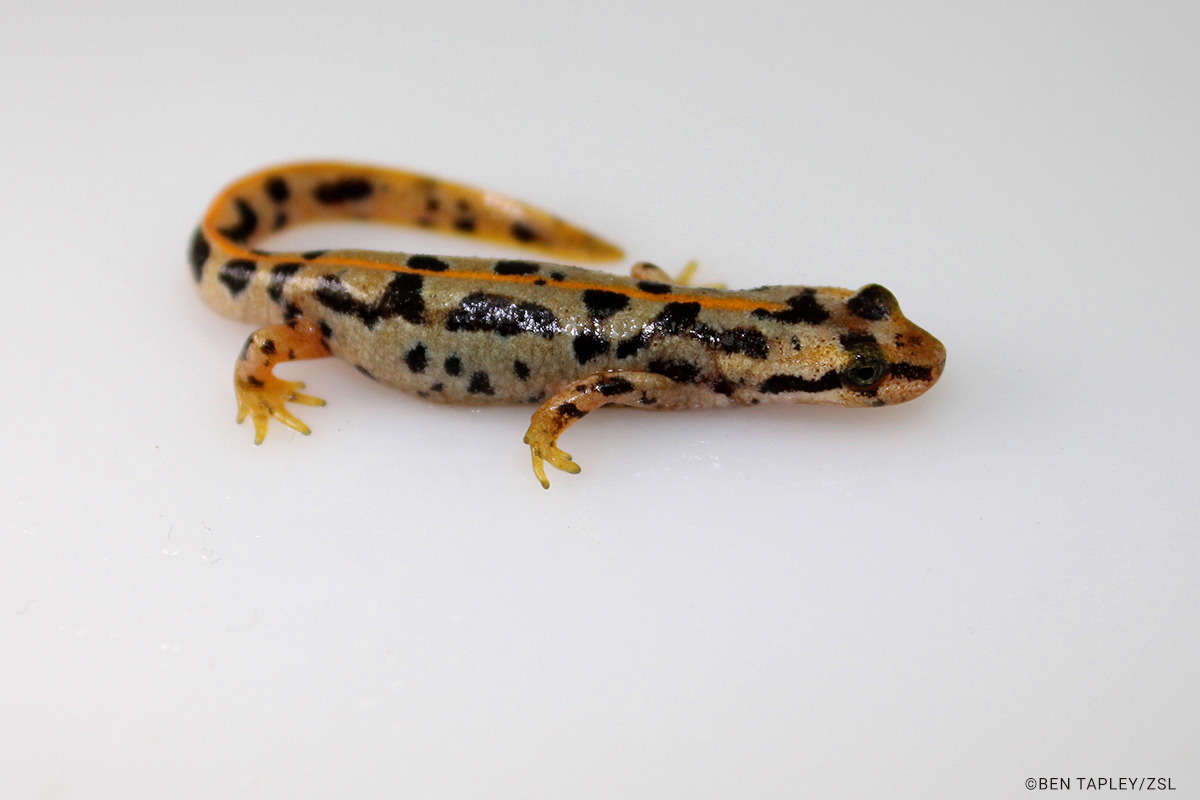 Euproctus platycephalus