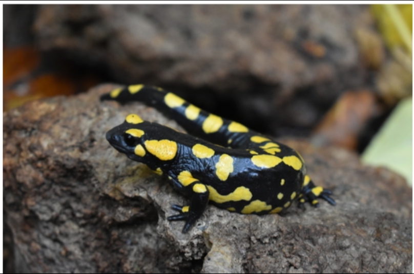 Salamandra longirostris