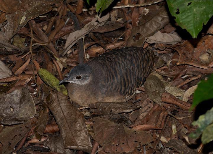Crypturellus Bartletti