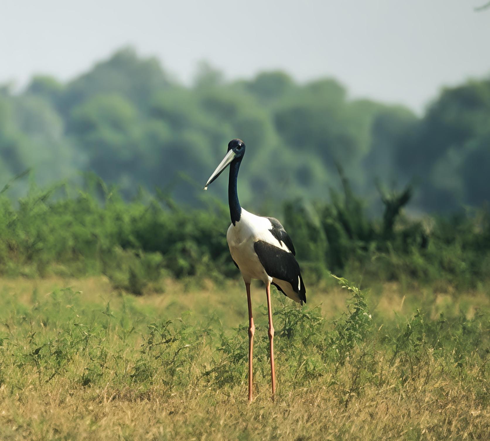 Ephippiorhynchus asiaticus