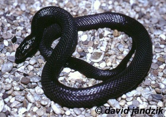 Walterinnesia Aegyptia