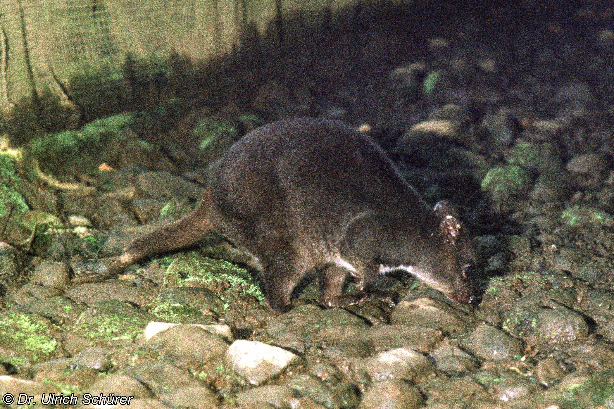 Dorcopsulus Vanheurni