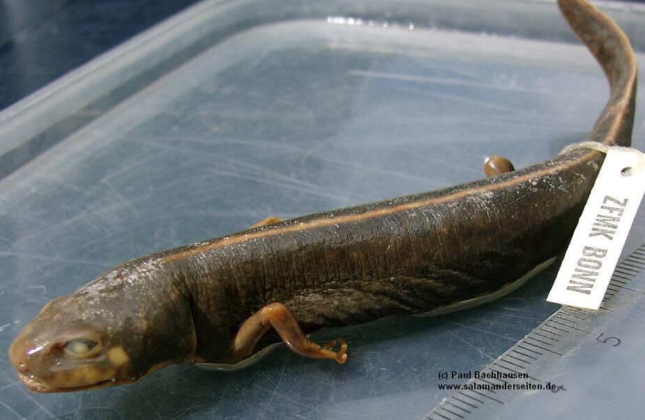 Hypselotriton wolterstorffi