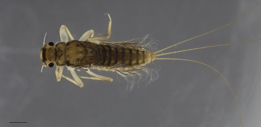 Habrophlebia djurdjurensis